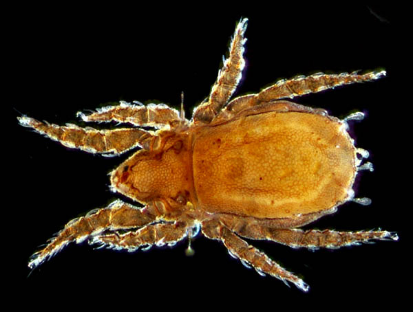 アミメオニダニ属の1種 （Nothrus sp.01）