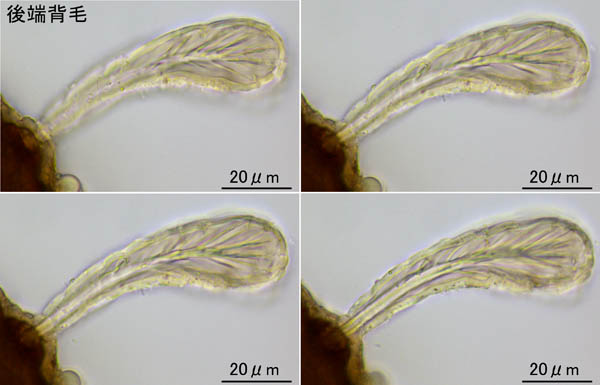 アミメオニダニ属の1種 （Nothrus sp.01）