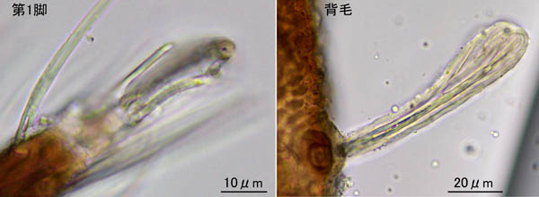 アミメオニダニ属の1種 （Nothrus sp.01）