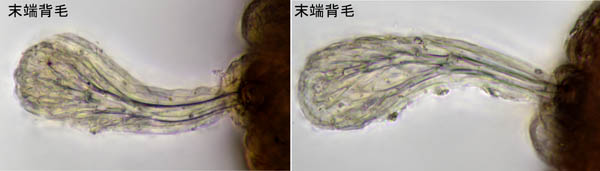 アミメオニダニ属の1種 （Nothrus sp.01）