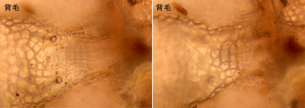 アミメオニダニ属の1種 （Nothrus sp.01）