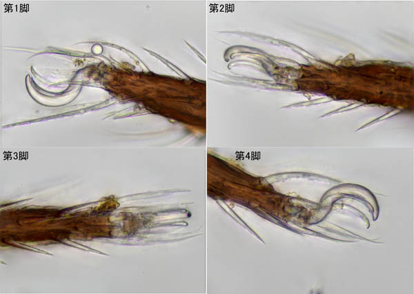 アミメオニダニ属の1種 （Nothrus sp.01）
