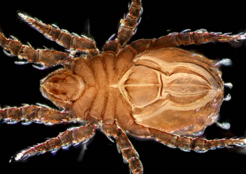 アミメオニダニ属の1種 （Nothrus sp.01）