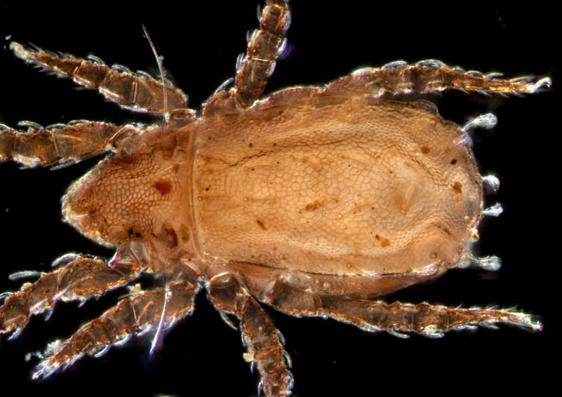 アミメオニダニ属の1種 （Nothrus sp.01）