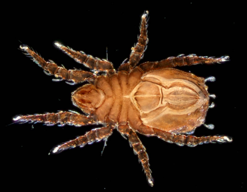 アミメオニダニ属の1種 （Nothrus sp.01）