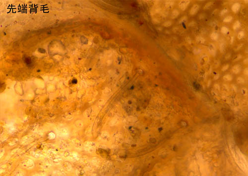 アミメオニダニ属の1種 （Nothrus sp.01）