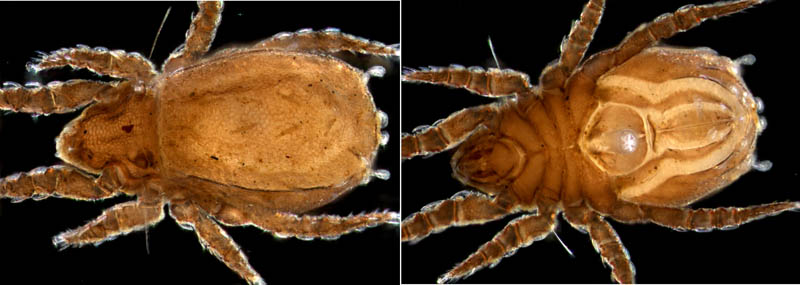 アミメオニダニ属の1種 （Nothrus sp.01）