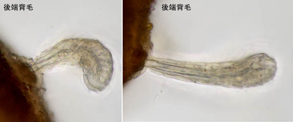 アミメオニダニ属の1種 （Nothrus sp.01）