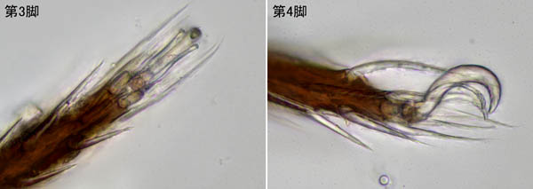 アミメオニダニ属の1種 （Nothrus sp.01）