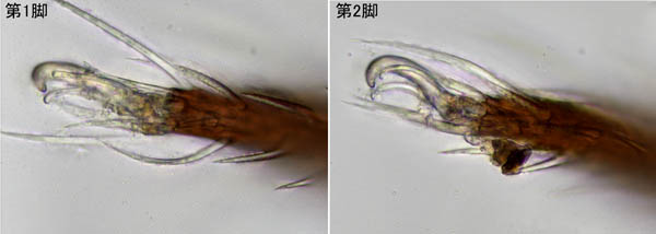 アミメオニダニ属の1種 （Nothrus sp.01）