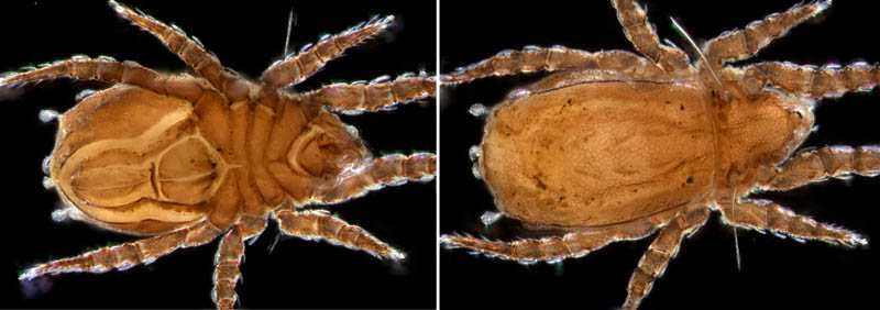 アミメオニダニ属の1種 （Nothrus sp.01）