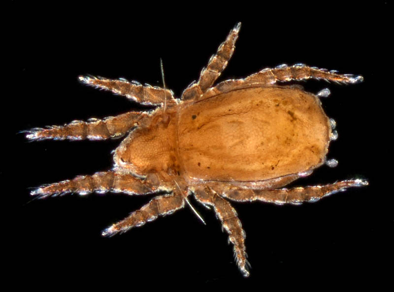 アミメオニダニ属の1種 （Nothrus sp.01）