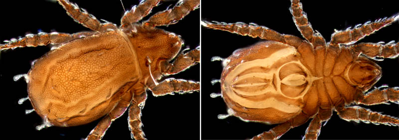 アミメオニダニ属の1種 （Nothrus sp.01）