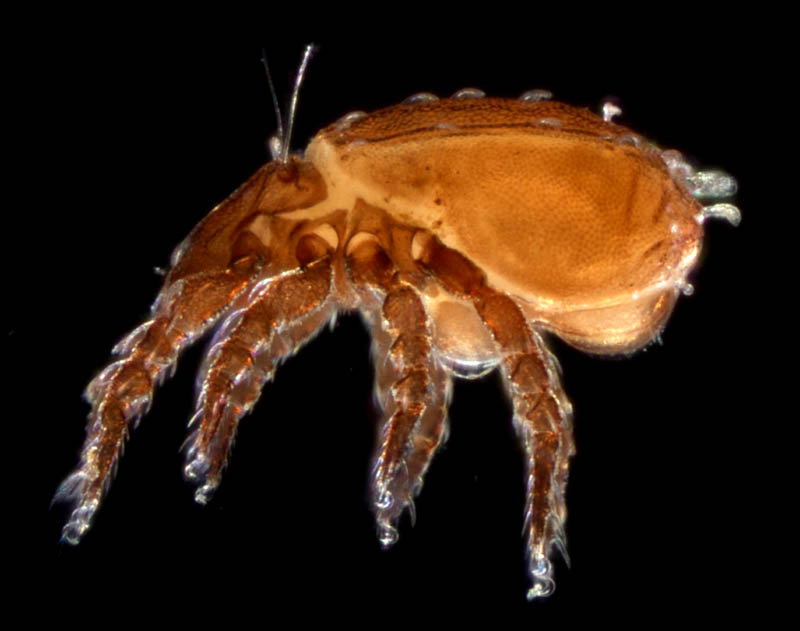 アミメオニダニ属の1種 （Nothrus sp.01）