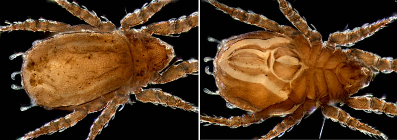 アミメオニダニ属の1種 （Nothrus sp.01）