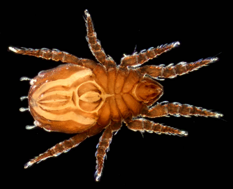 アミメオニダニ属の1種 （Nothrus sp.01）