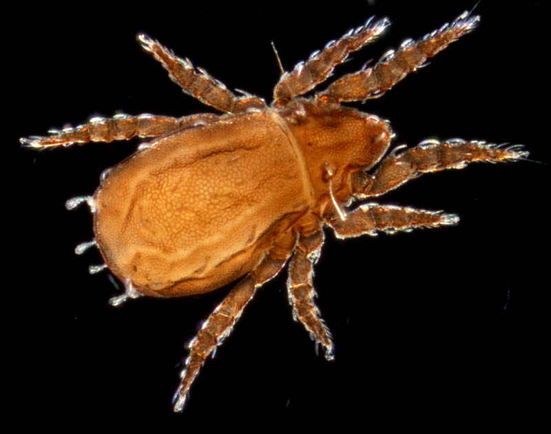 アミメオニダニ属の1種 （Nothrus sp.01）