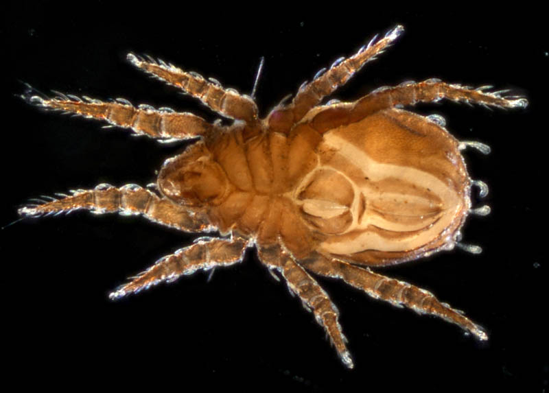 アミメオニダニ属の1種 （Nothrus sp.01）