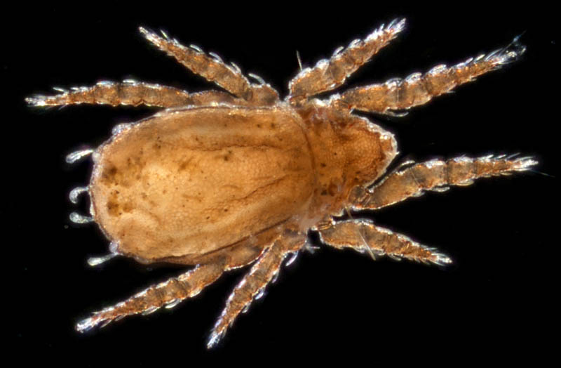 アミメオニダニ属の1種 （Nothrus sp.01）