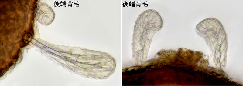 アミメオニダニ属の1種 （Nothrus sp.01）