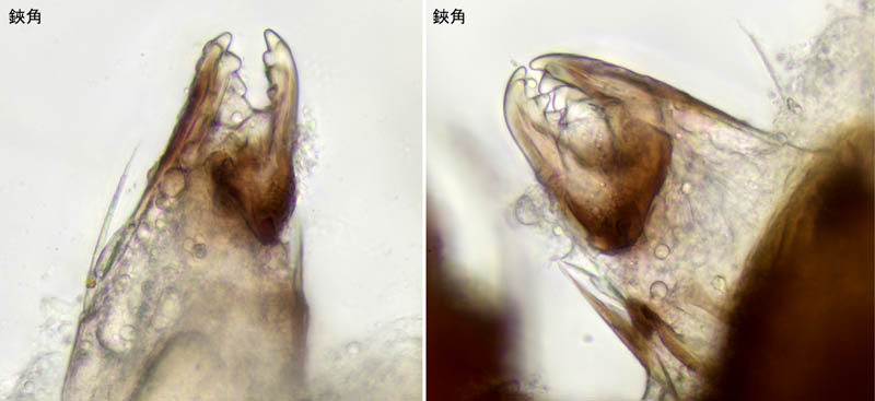 アミメオニダニ属の1種 （Nothrus sp.01）