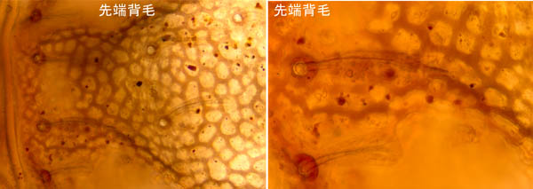 アミメオニダニ属の1種 （Nothrus sp.01）