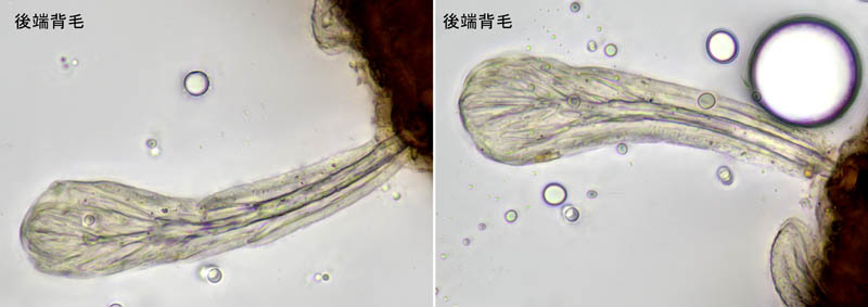 アミメオニダニ属の1種 （Nothrus sp.01）
