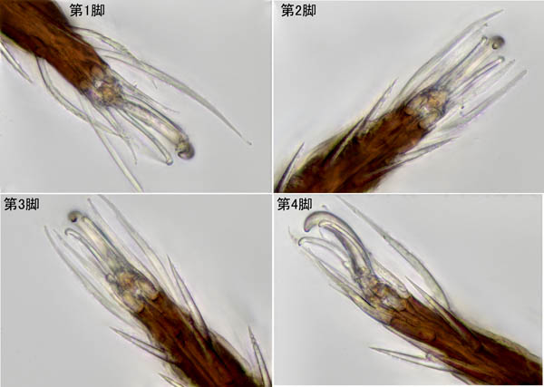 アミメオニダニ属の1種 （Nothrus sp.01）