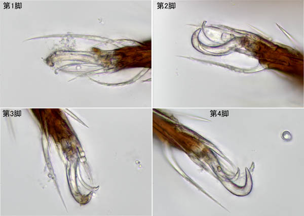 アミメオニダニ属の1種 （Nothrus sp.01）