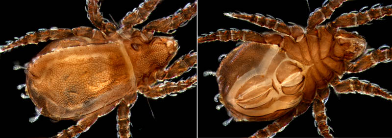 アミメオニダニ属の1種 （Nothrus sp.01）