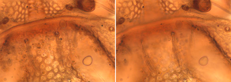 アミメオニダニ属の1種 （Nothrus sp.01）