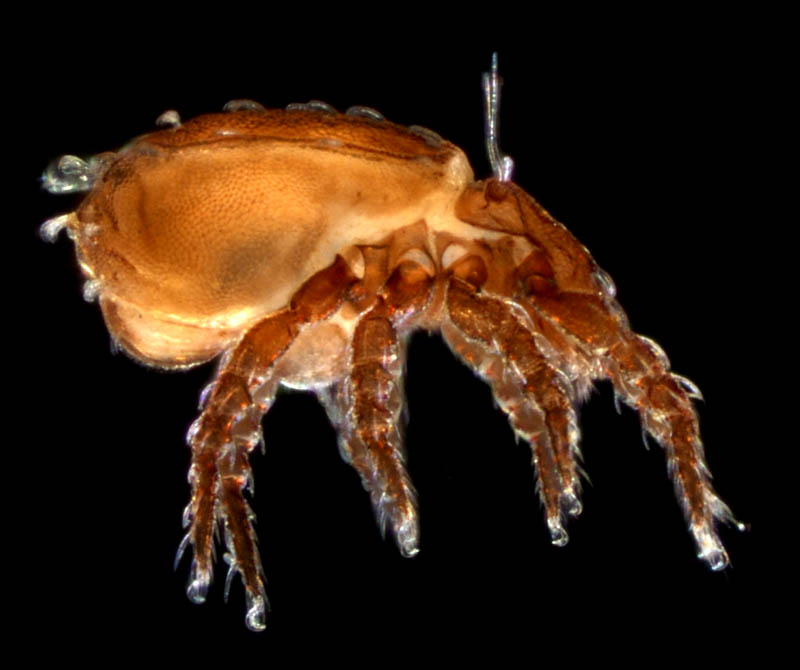 アミメオニダニ属の1種 （Nothrus sp.01）