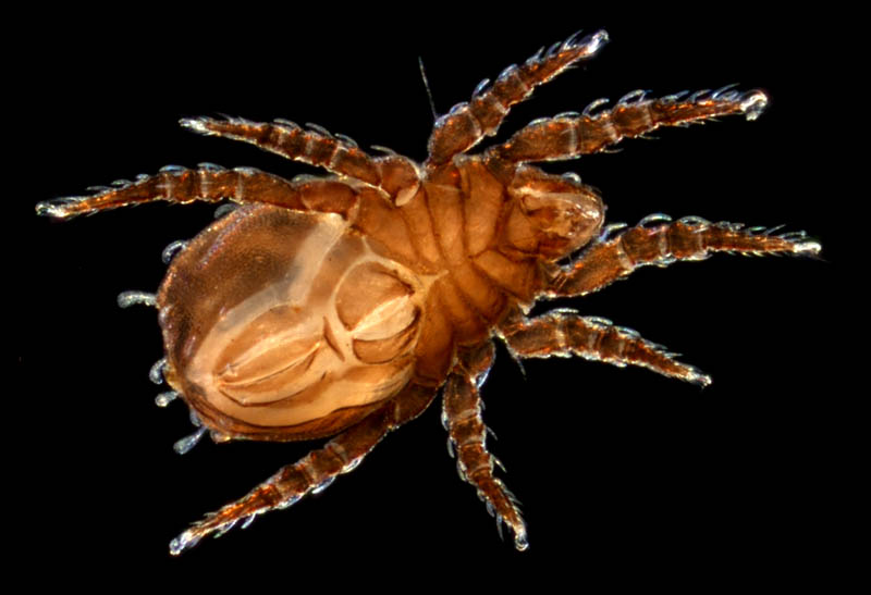 アミメオニダニ属の1種 （Nothrus sp.01）