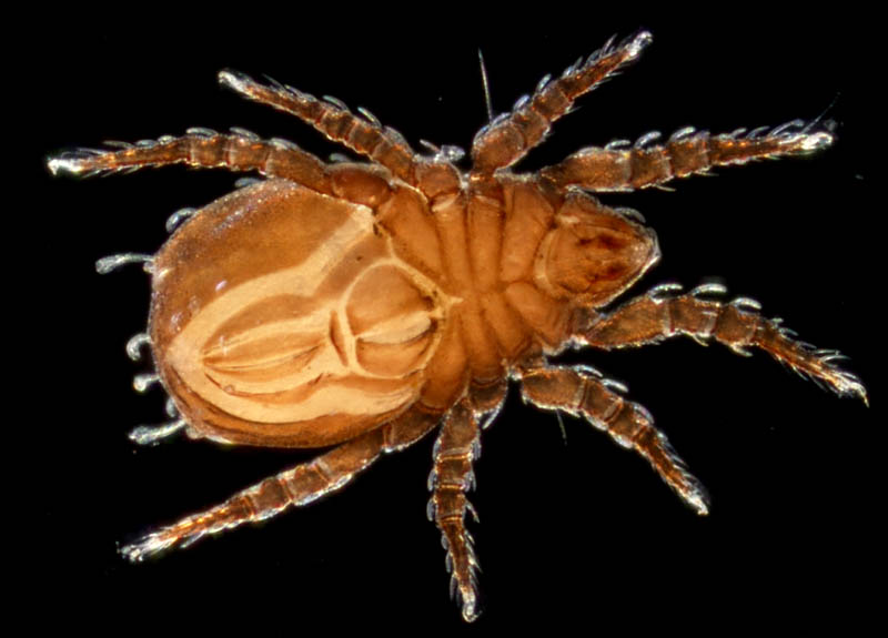 アミメオニダニ属の1種 （Nothrus sp.01）