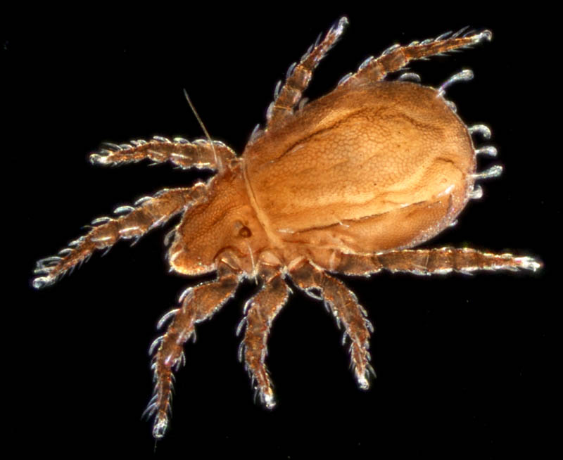 アミメオニダニ属の1種 （Nothrus sp.01）