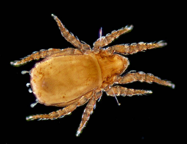 アミメオニダニ属の1種(分類群02)（Nothrus sp.）