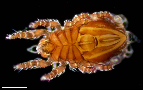 ヒラタオニダニ（Platynothrus peltifer）