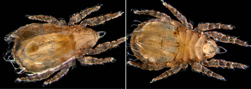 ヒラタオニダニ（Platynothrus peltifer）