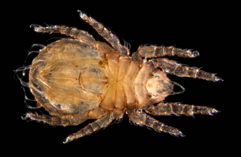 ヒラタオニダニ（Platynothrus peltifer）