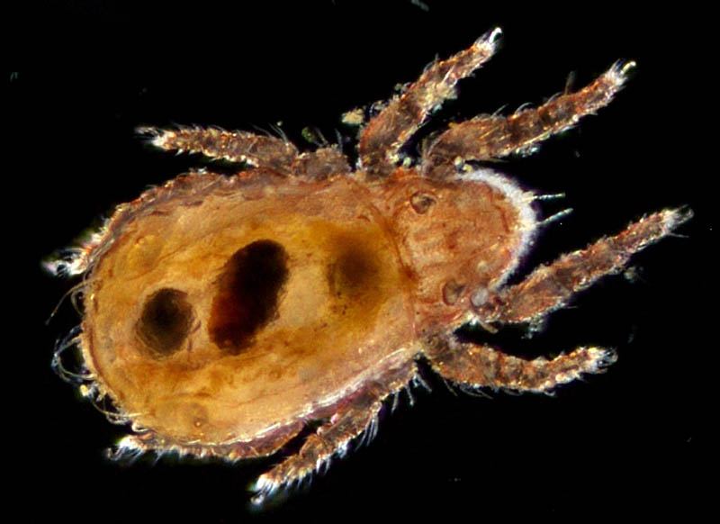 ヒラタオニダニ（Platynothrus peltifer）