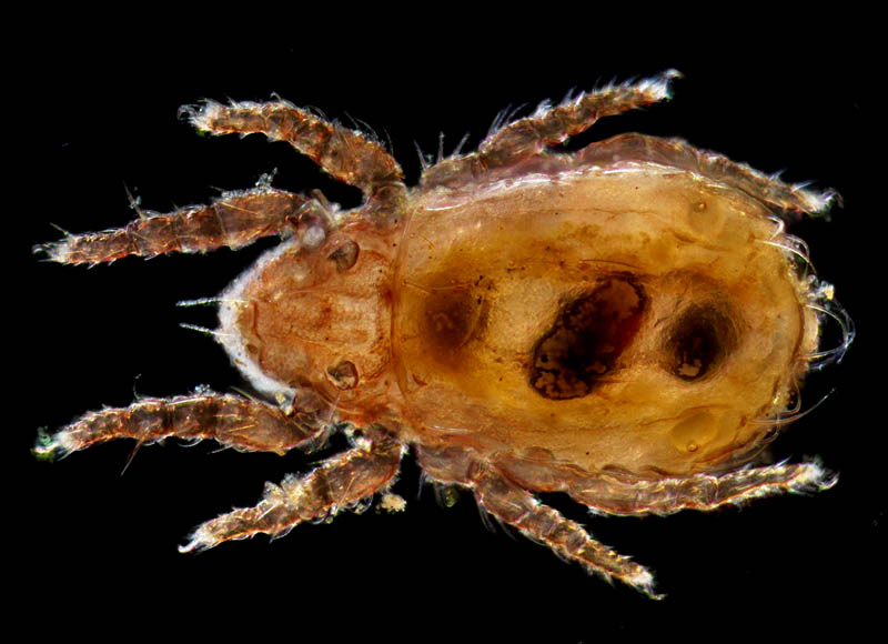 ヒラタオニダニ（Platynothrus peltifer）