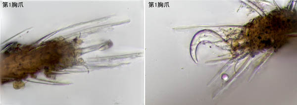 ソルホイオニダニ（Camisia solhoeyi ）