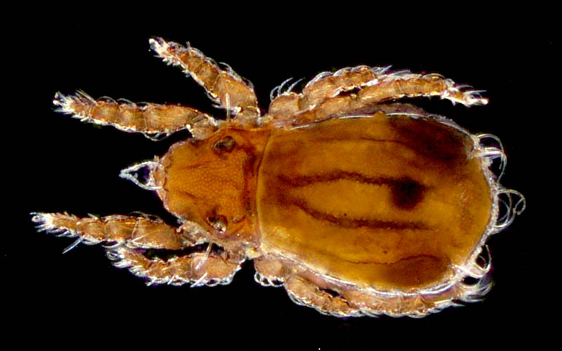 ヒラタオニダニ（Platynothrus peltifer）