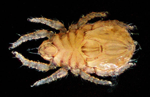 ヒラタオニダニ（Platynothrus peltifer）