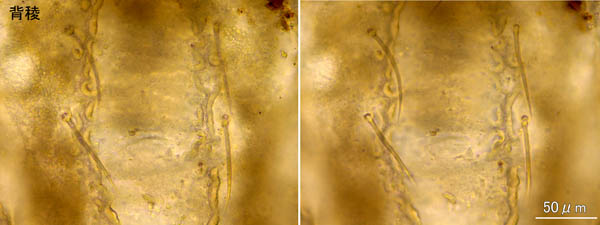 ヒラタオニダニ（Platynothrus peltifer）