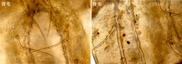 ヒラタオニダニ（Platynothrus peltifer）