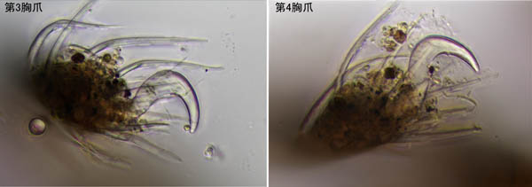 ソルホイオニダニ（Camisia solhoeyi ）
