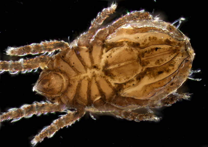 ソルホイオニダニ（Camisia solhoeyi ）