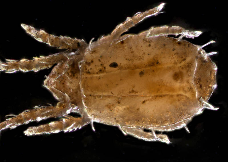 ソルホイオニダニ（Camisia solhoeyi ）