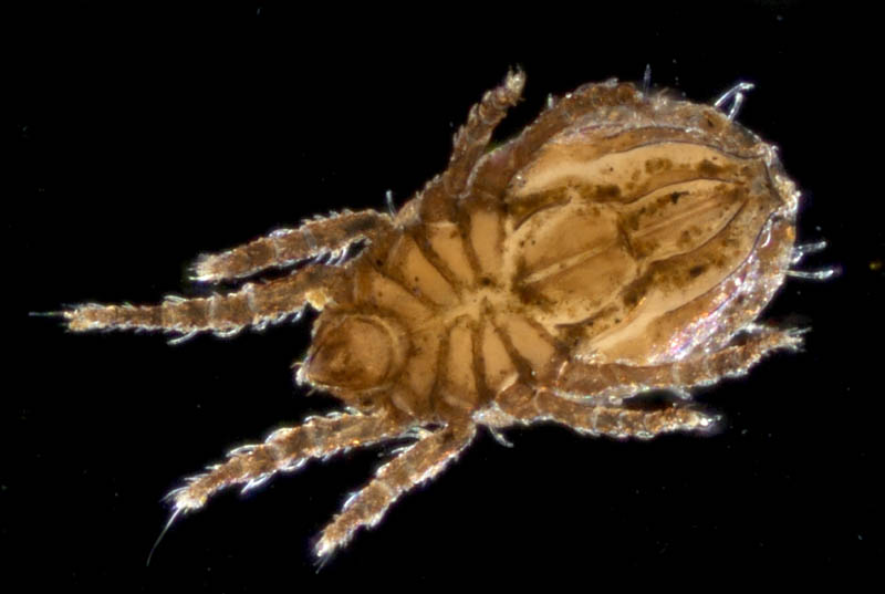 ソルホイオニダニ（Camisia solhoeyi ）